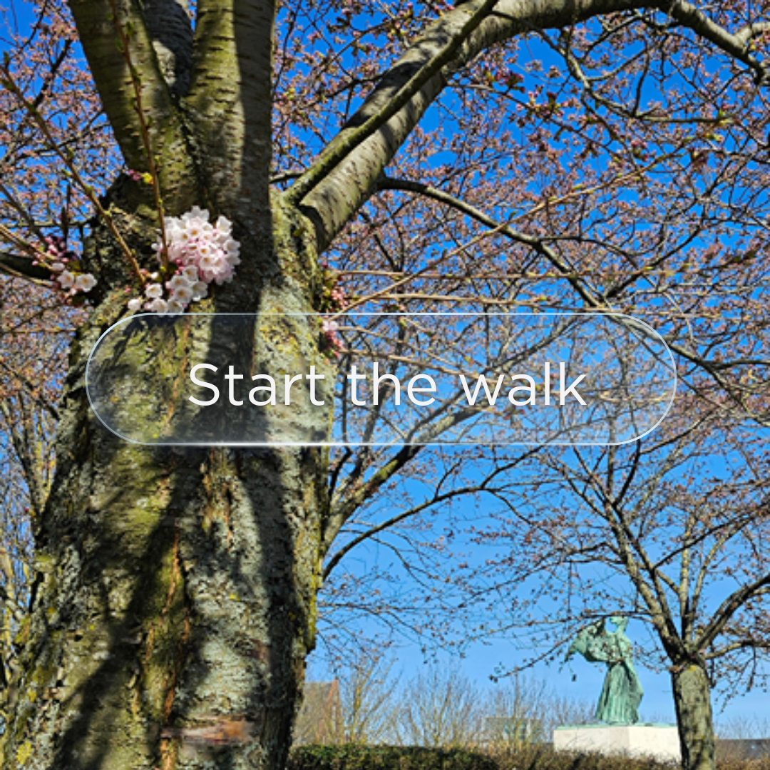 First bloom of the cherry blossoms in Langelinie